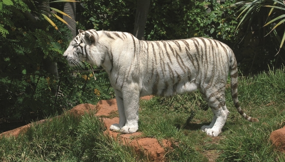 tigre-blanco-nota.jpg
