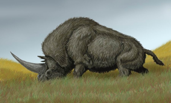 unicornio-wikipedia-580x350.jpg
