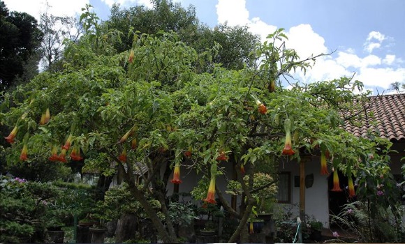 planta-burundanga-efe.jpg