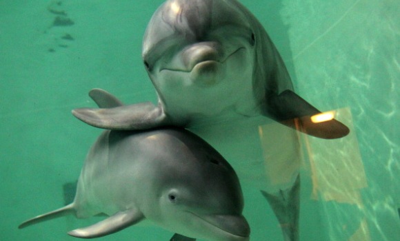 delfines-amigos-580x350.jpg