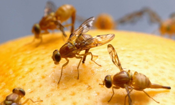 mosca-fruta-efe.jpg