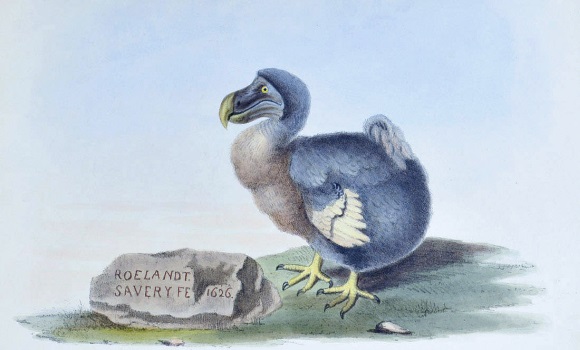 dodo-wikimedia.jpg