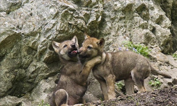 lobos-madrid-efe.jpg