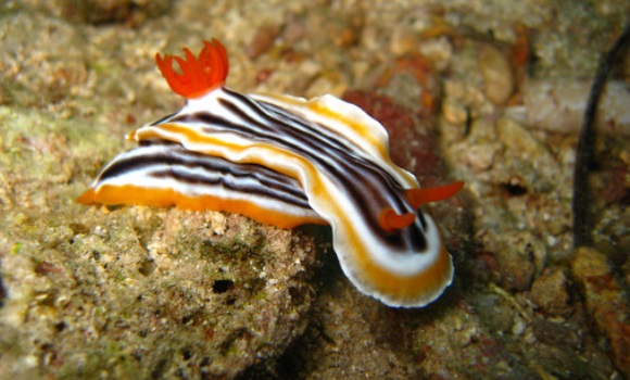 babosa-mar-sinc.jpg