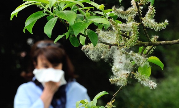 alergia-arbol-polen-getty-580x350.jpg
