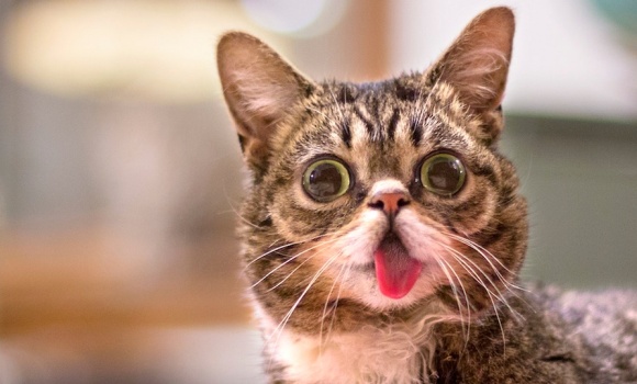 lil-bub-gato.jpg
