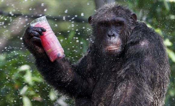 chimpance-reuters.jpg
