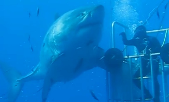 video-facebook-tiburon-blanco-gigante.jpg