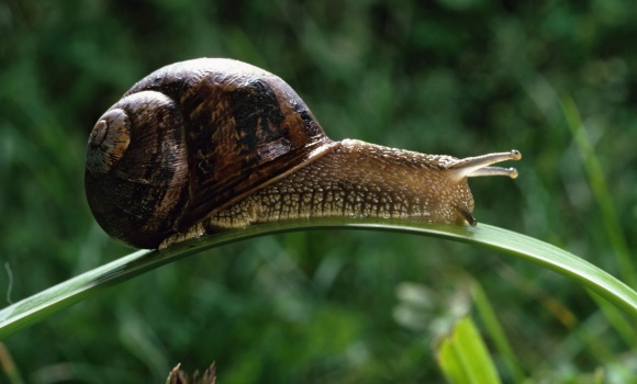 caracol-getty.jpg