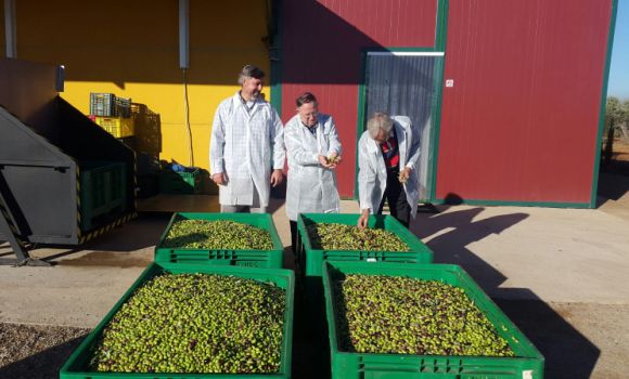 olivas-aceite-finca-oliveta.jpg