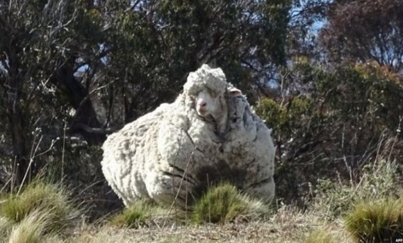 oveja-grande-australia-afp-580x350.jpg