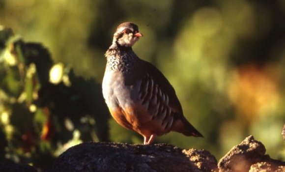 aves.jpg