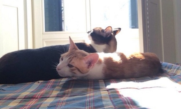 gatos-garzon.jpg
