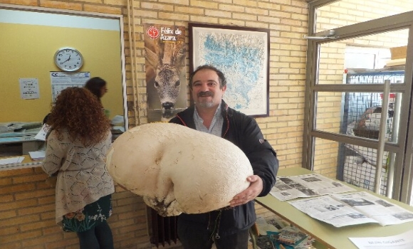 seta-gigante-huesca-ieslucasmallada-580x350.jpg