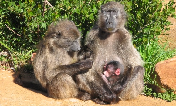 familia-babuinos-wk-580x350.jpg