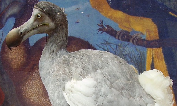 dodo-580-350-wikipedia.jpg