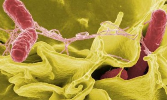 salmonelosis-580x350.jpg