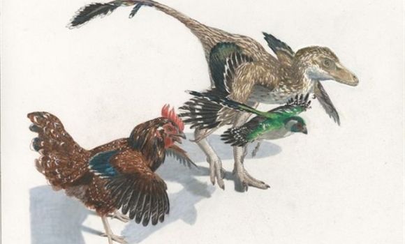 eslabon-perdido-dinosaurios-aves-universidad-edimburgo.jpg