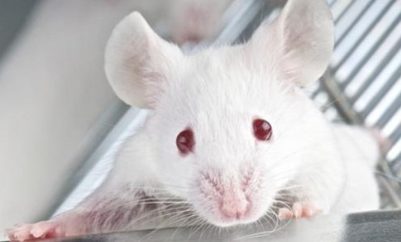 ratones-fotolia-580x350.jpg