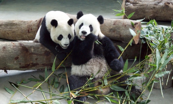 osos-panda-taipei-efe.jpg