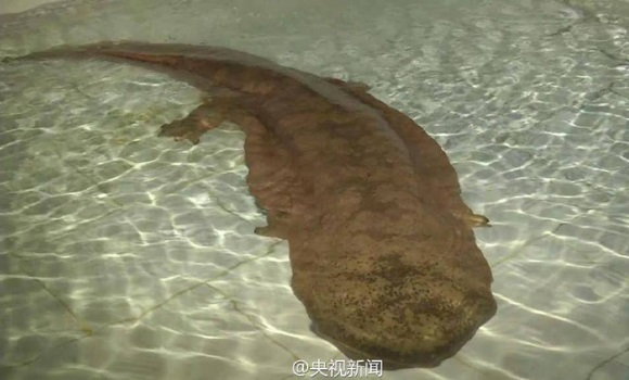 salamandra-china-sinc.jpg