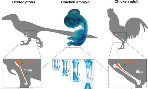 pollo-dinosaurio-chile-ep.jpg