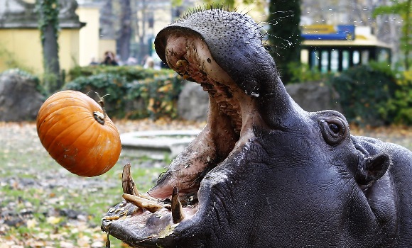 hipopotamos-calabaza-reuters.jpg
