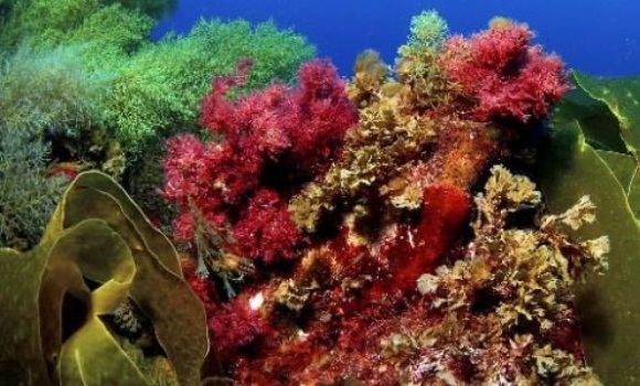 algas-efe-580x350.jpg