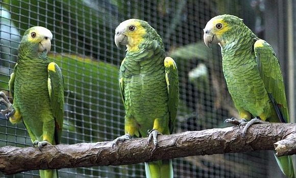 loros-efe.jpg