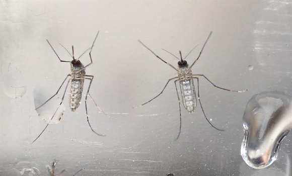 mosquitos-zika-efe-580x350.jpg