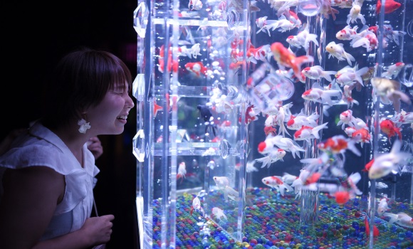 peces-investigacion.jpg