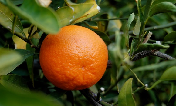 mandarina-wk.jpg