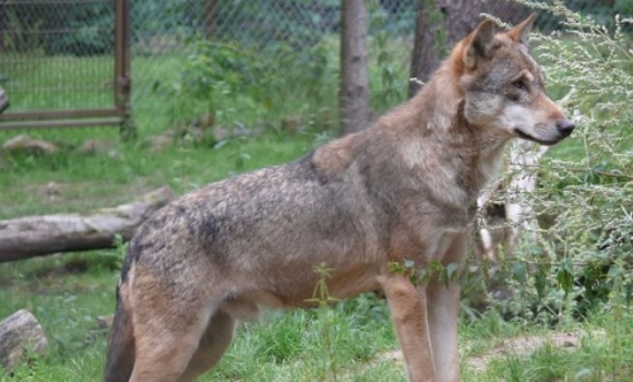 lobo-archivo.jpg