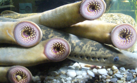lamprea-wikipedia.jpg