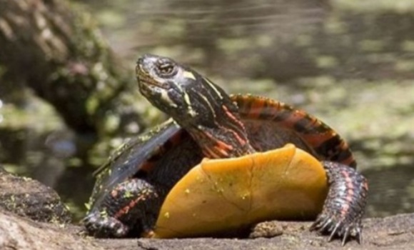 tortuga-habitat.jpg