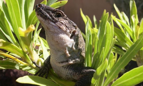 reptil-ep.jpg