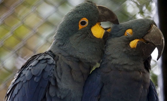 loros-reuters-580x350.jpg