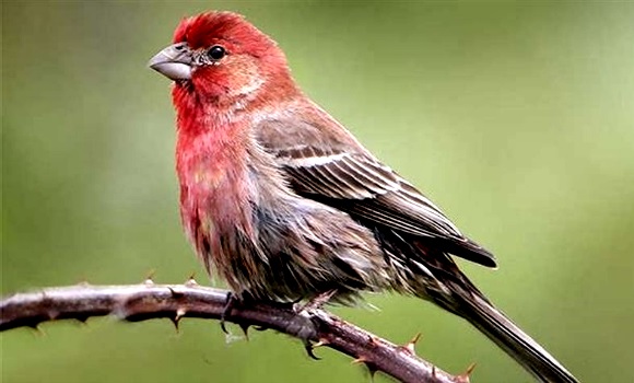 pajaro-wikimedia.jpg
