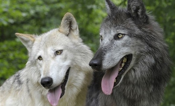 lobos-vorbeck.jpg