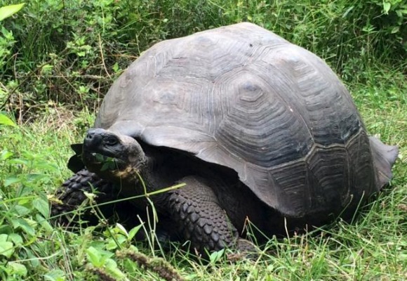 tortuga-gigante-reuters.jpg