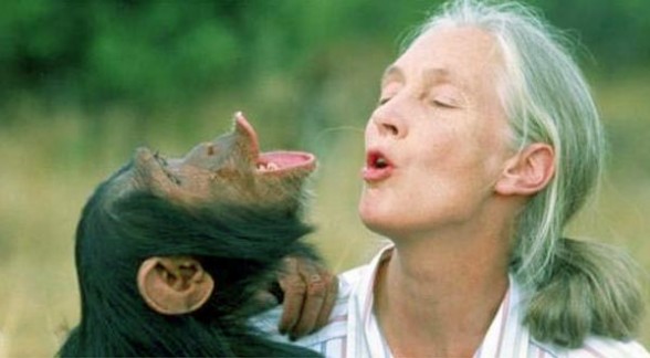 chimpance580.jpg