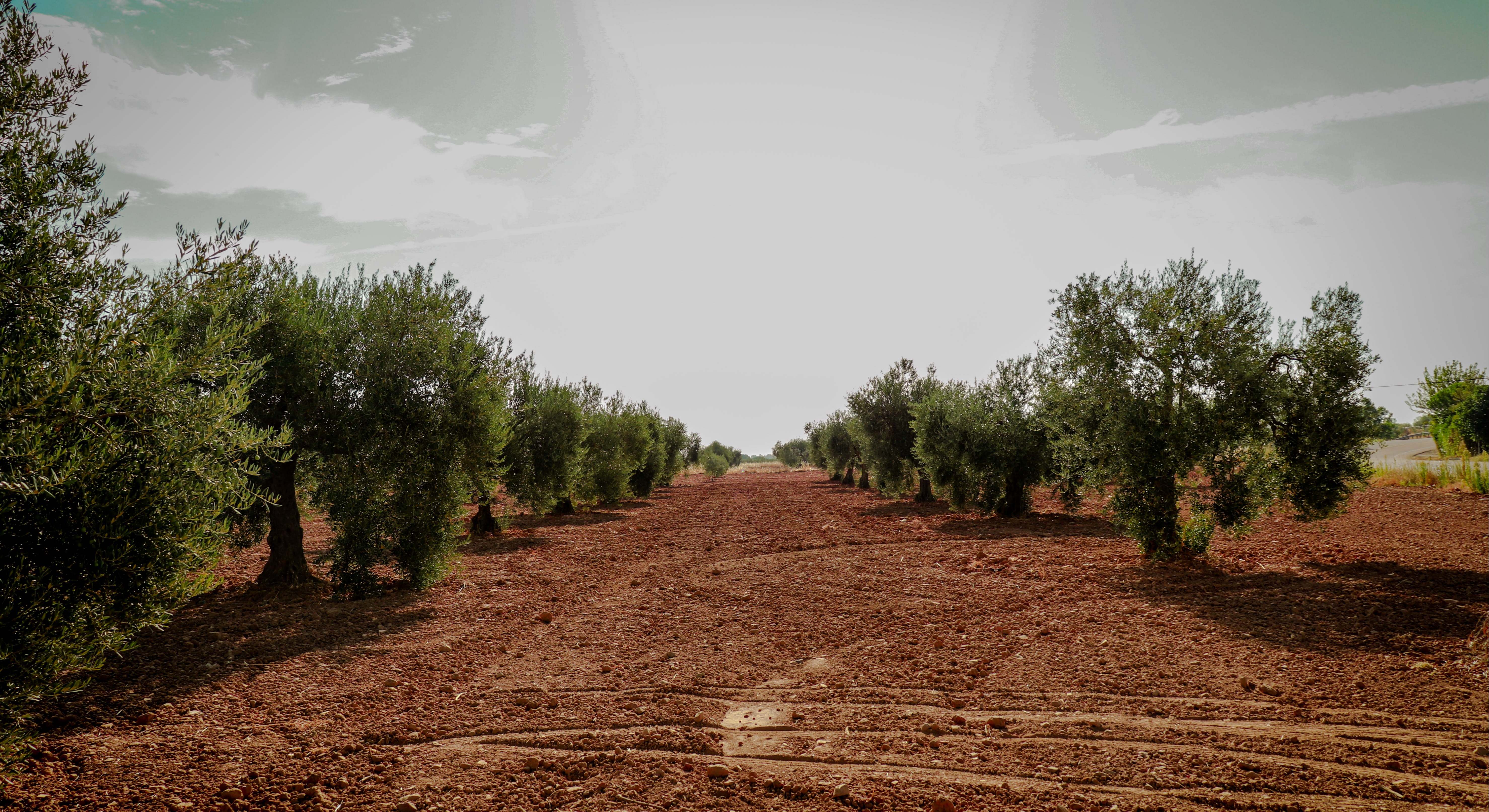 Olivar de Manzanilla/Carrasqueña