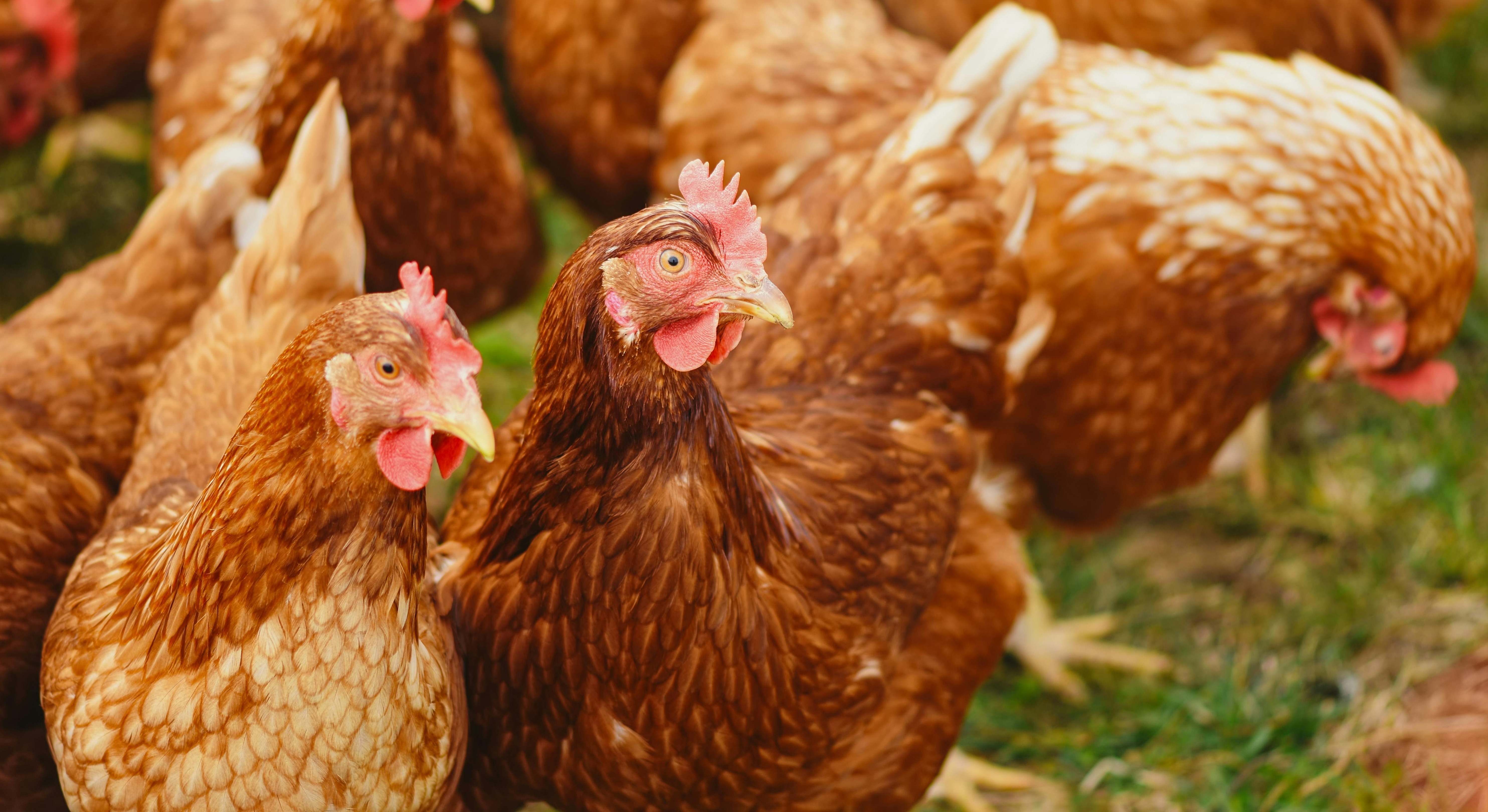 Gallinas