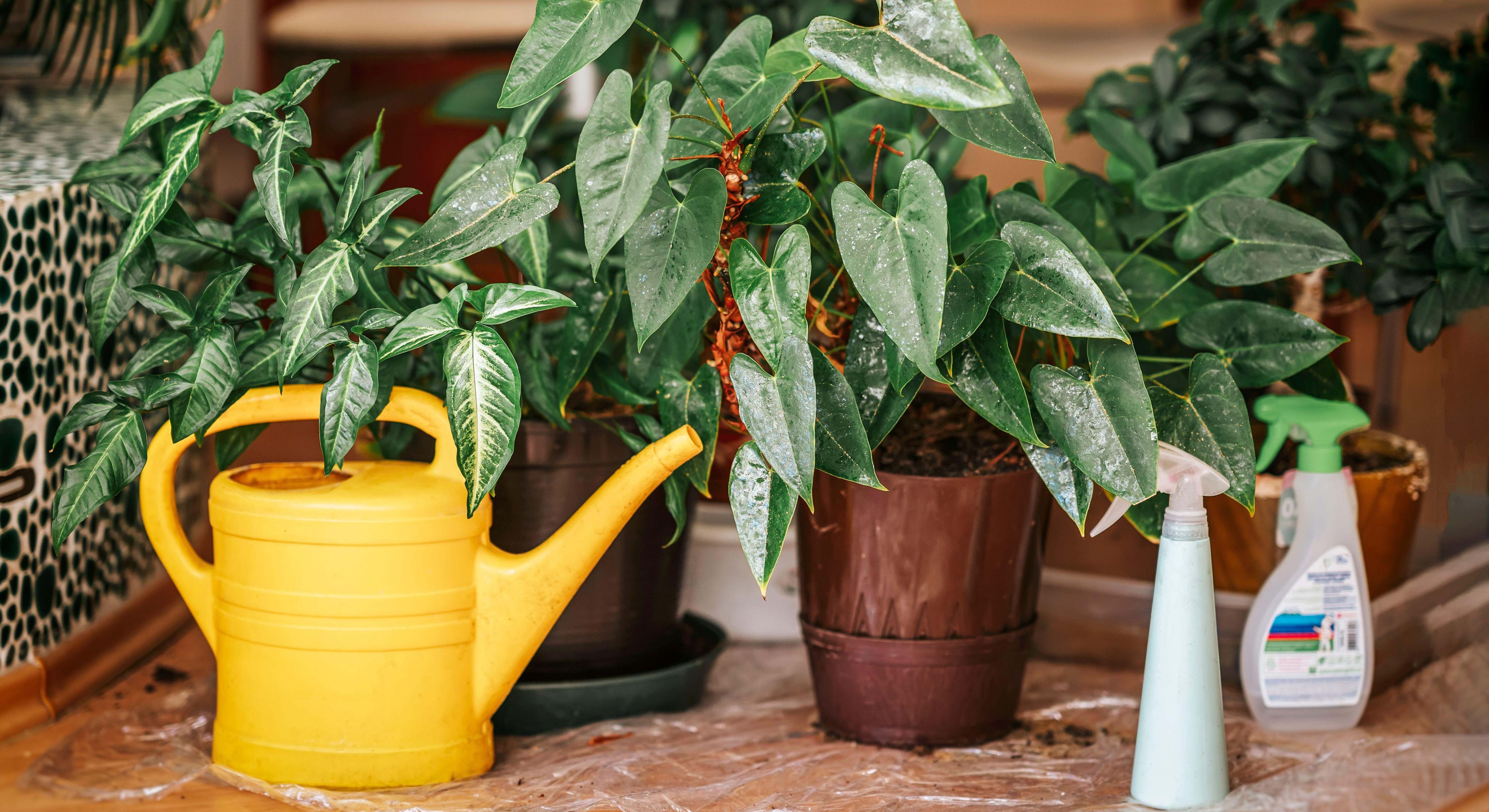 Cuidado de plantas