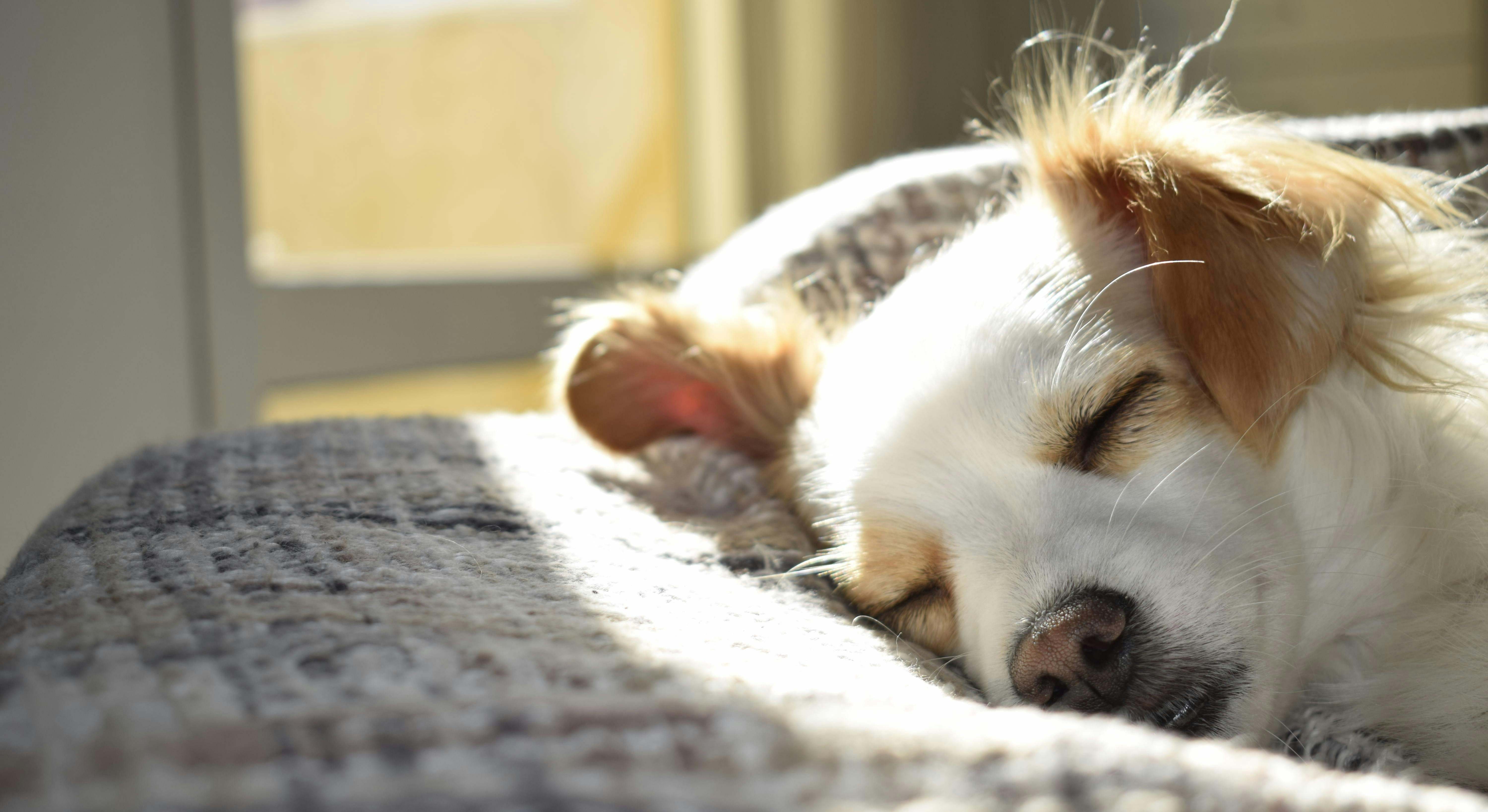 Un perro en la cama