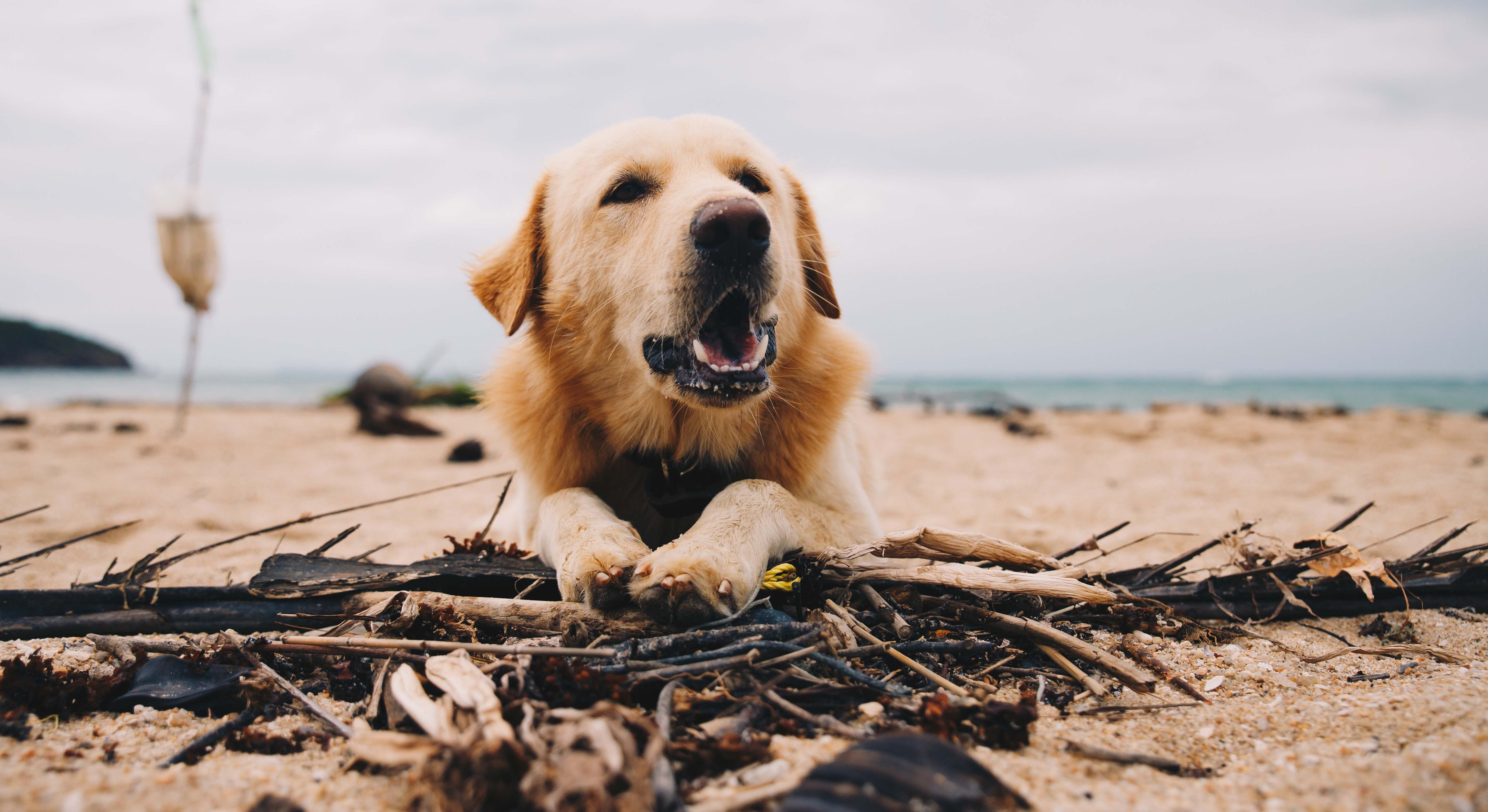 Perro golden retriever en una playa con hojas de palmera
