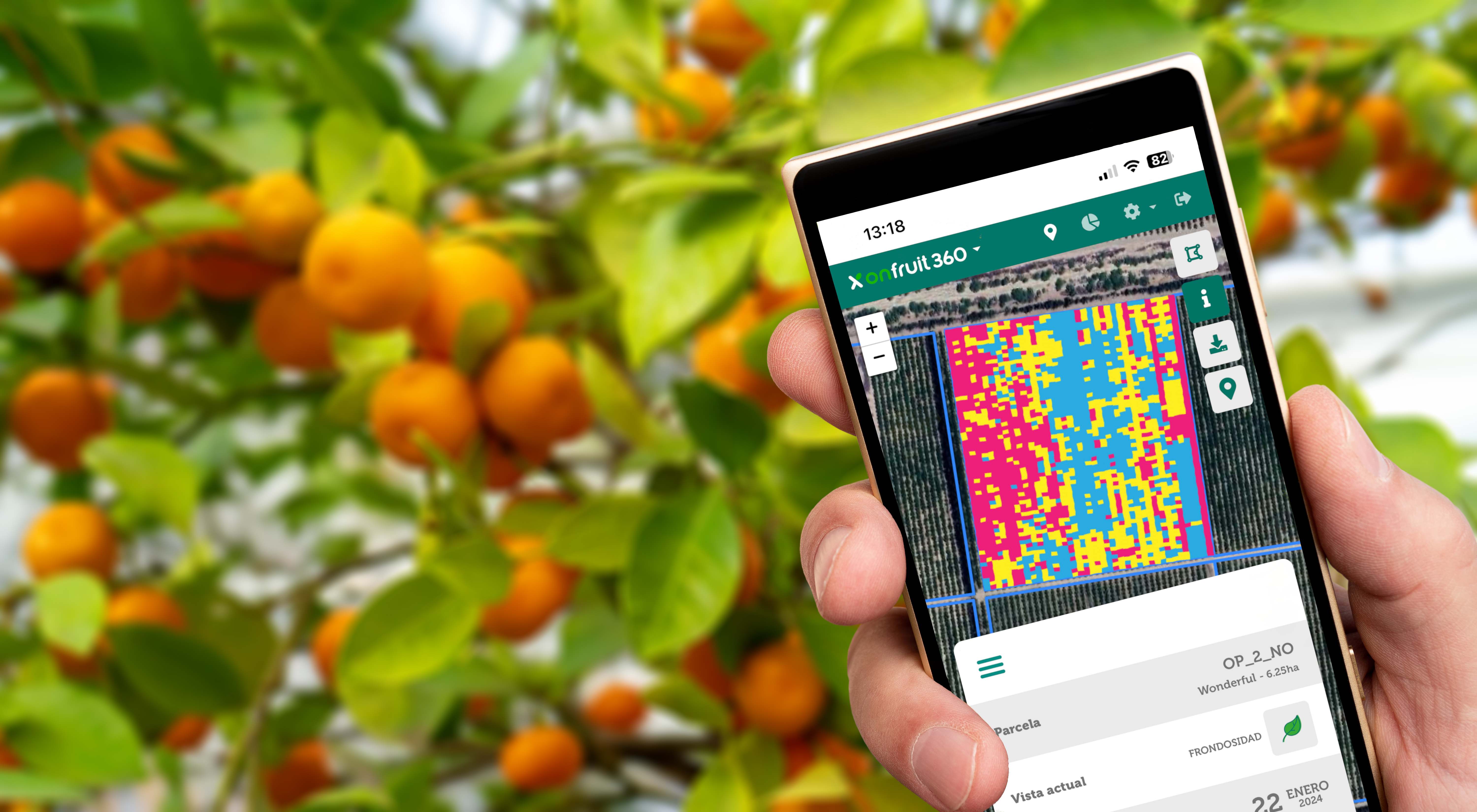 El conteo anticipado de frutos de una plantación alcanza una precisión de hasta el 95% 