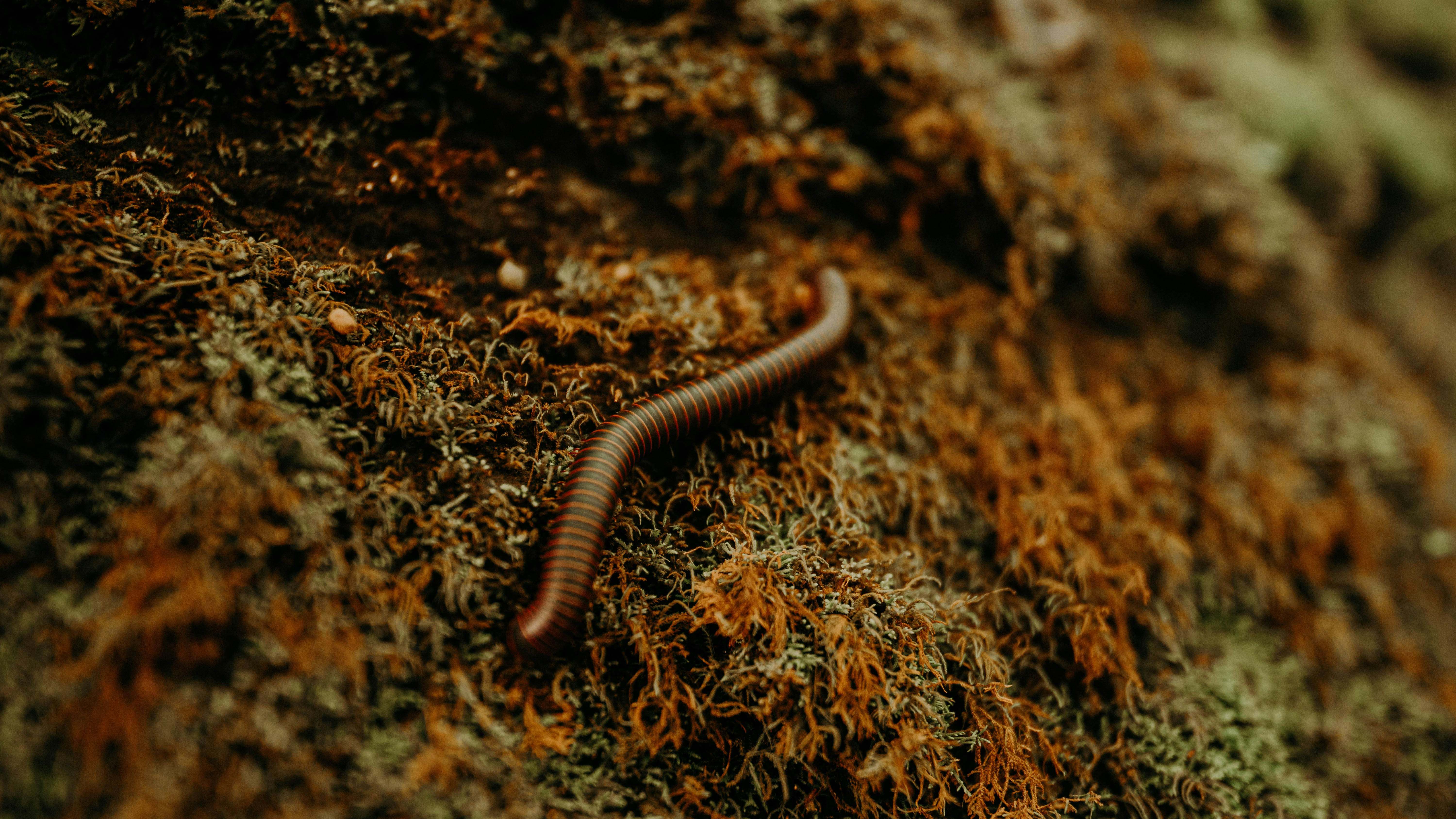Los gusanos son un grupo de invertebrados muy curiosos
