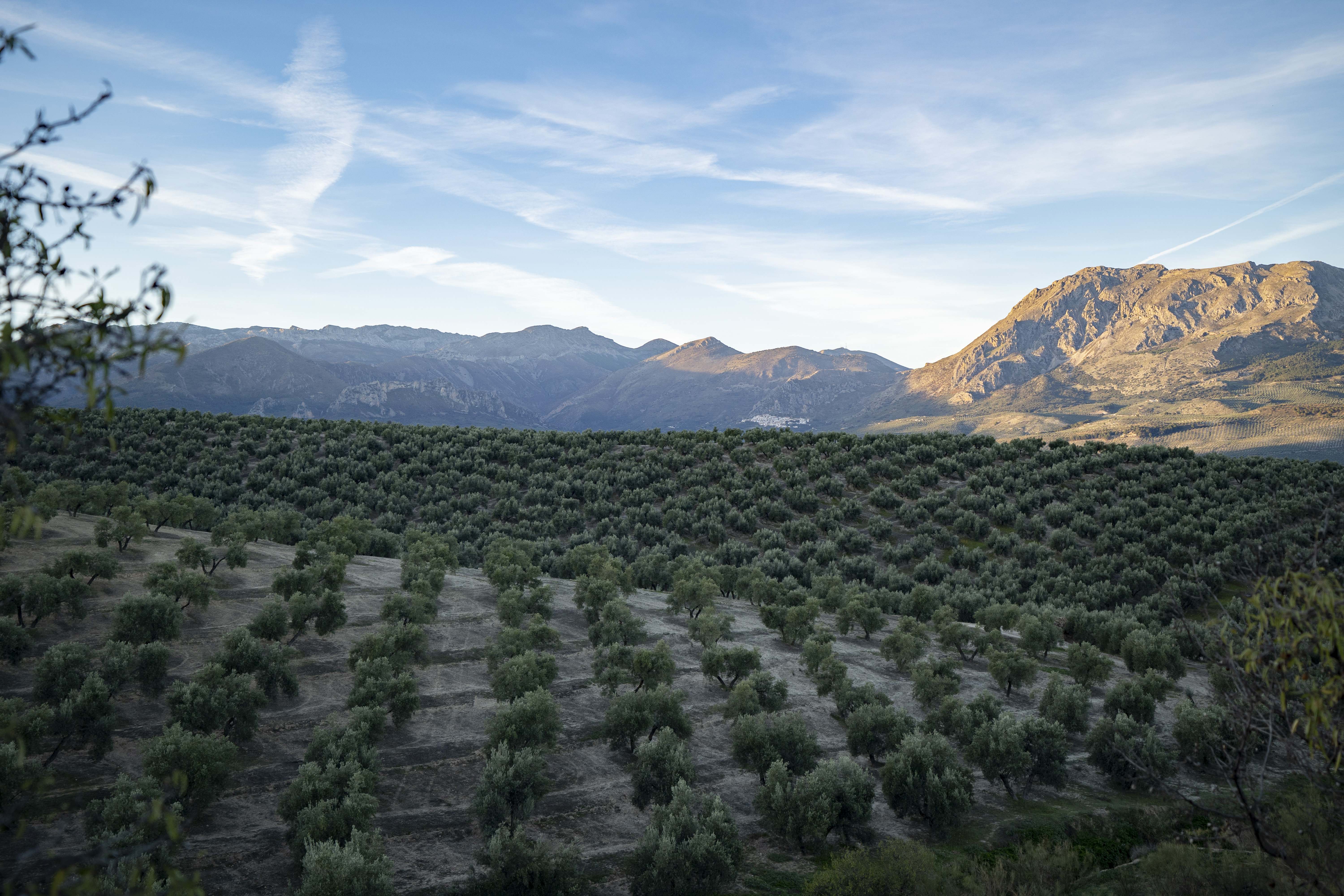 Un olivar en Jaén