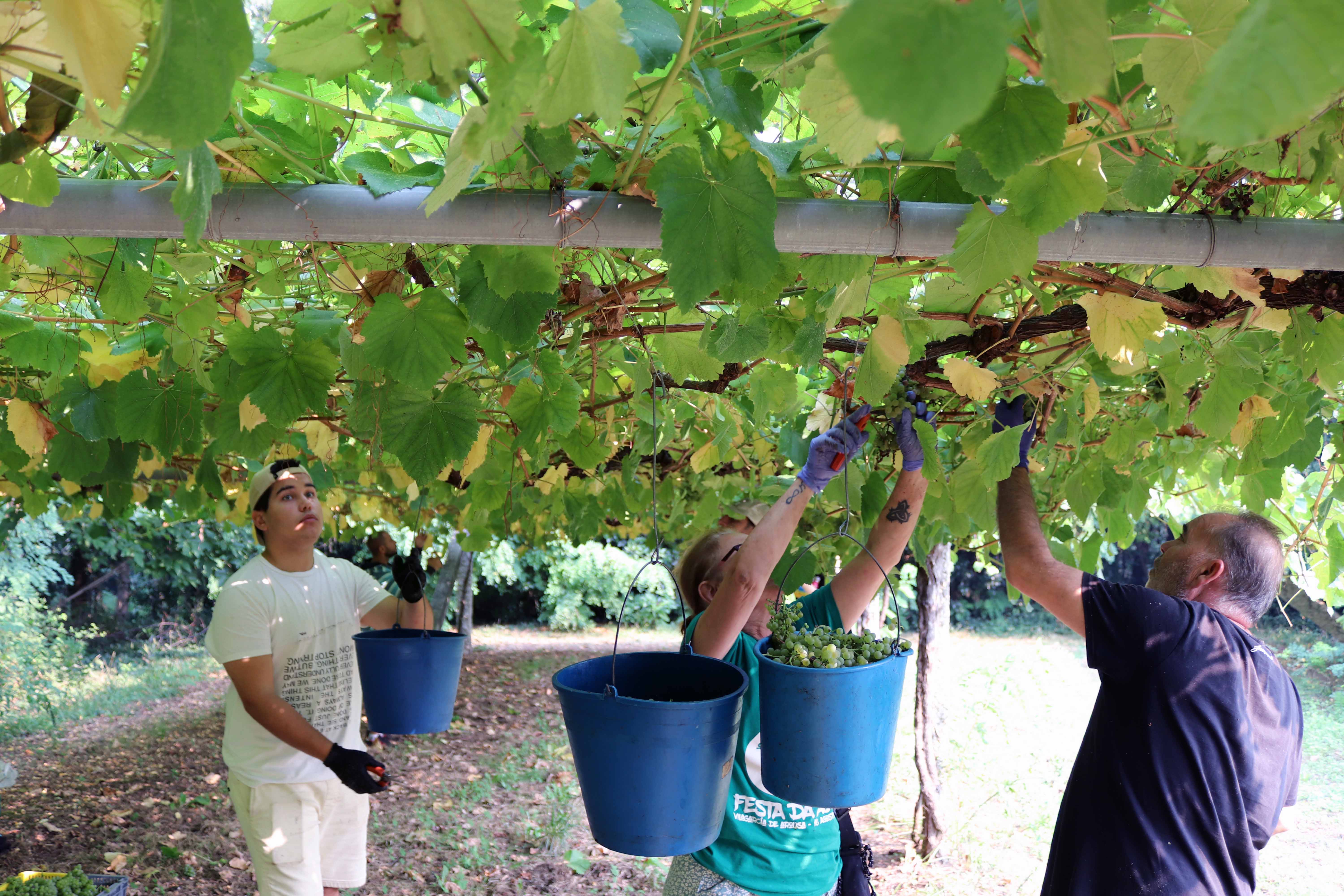 Viticultores de la D.O Rías Baixas recogen los últimos racimos de uva de la vendimia de 2024.